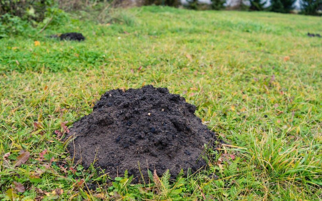 Krety atakują mój ogródek – jak się pozbyć kretów z działki?