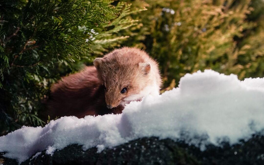 Kuna – uroczy ssak i doskonały myśliwy, który przegryza osłony i przewody w samochodach i niszczy otoczenie człowieka