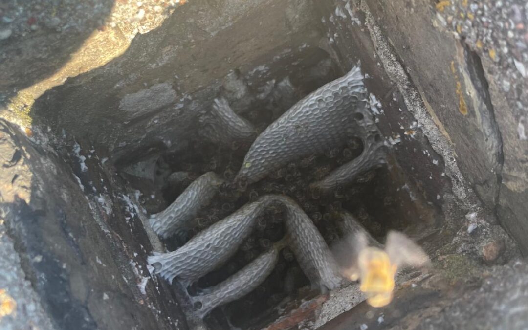 DZIKIE PSZCZOŁY W KOMINIE W BLOKU