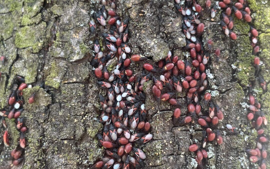 KUPIENIEC LIPOWY – KOLEJNE ZLECENIA !!!