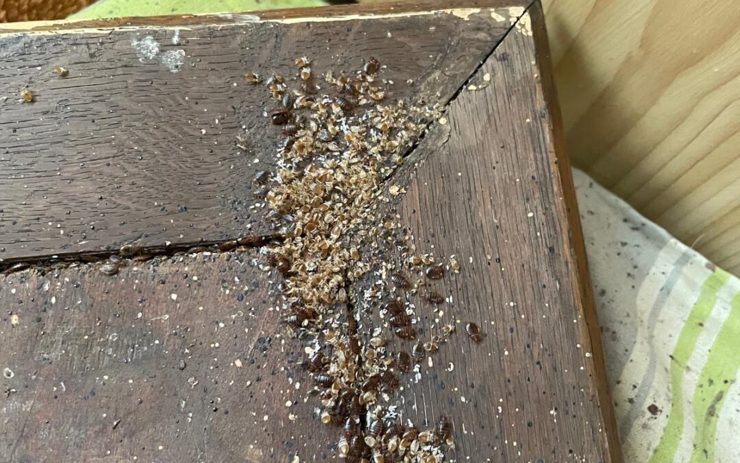 ZLECENIE NA PLUSKWY WIELKOŚCI BIEDRONKI !