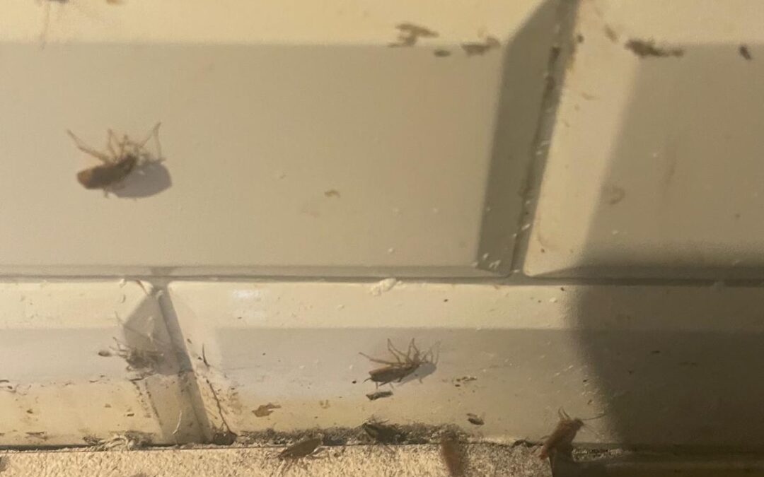 WCZORAJSZY DZIEŃ… KUCHENNE REWOLUCJE Z KARALUCHAMI !