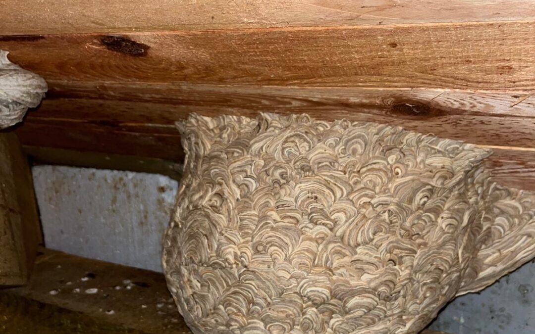 LIKWIDUJEMY GNIAZDO OS NA STRYCHU DOMU