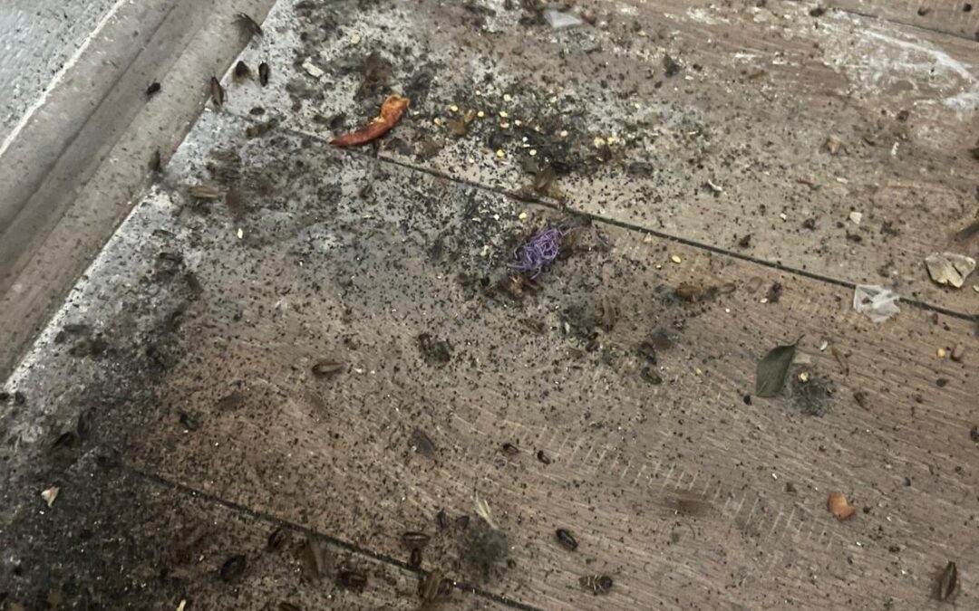 DEZYNSEKCJA MIESZKANIA PO DZIKICH NIEPŁACĄCYCH LOKATORACH…