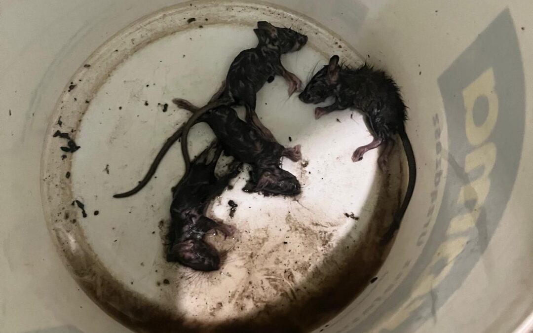 SZCZURY – w tym roku jest ich więcej, niż zwykle…