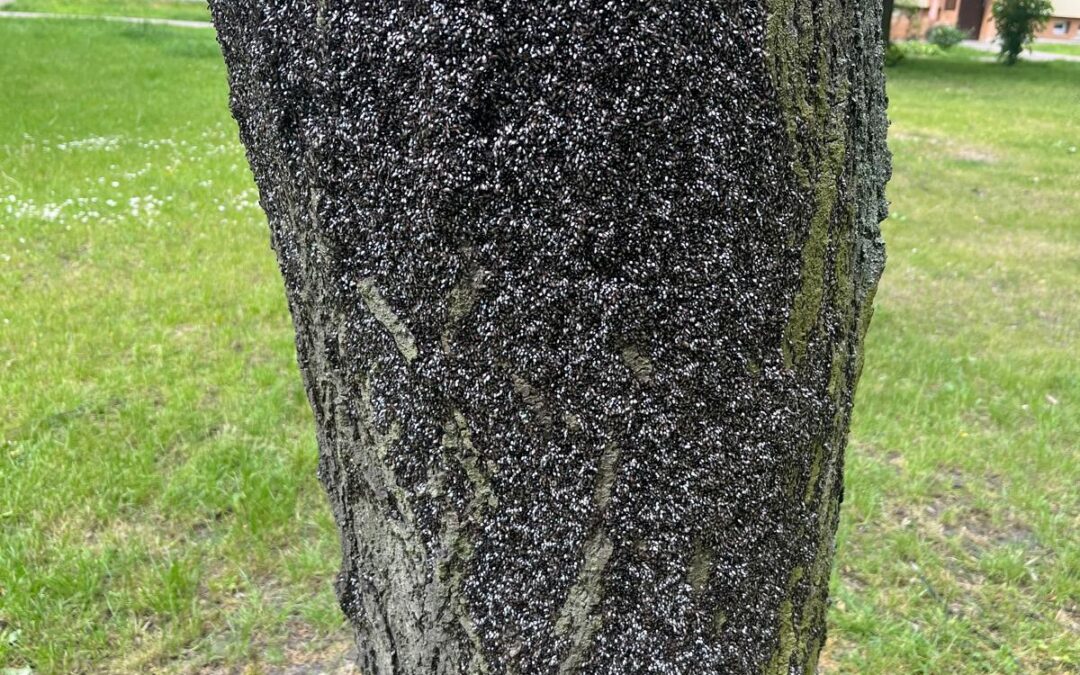 Kolejne zlecenie na skupieńca lipowego