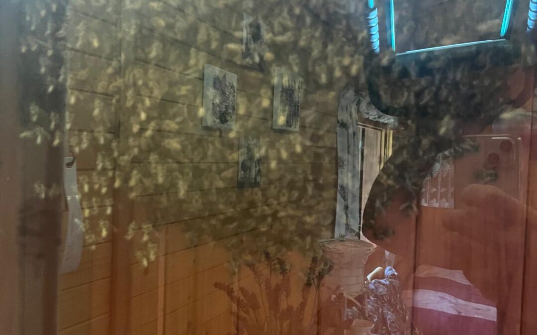 Tydzień pod znakiem os i pszczół