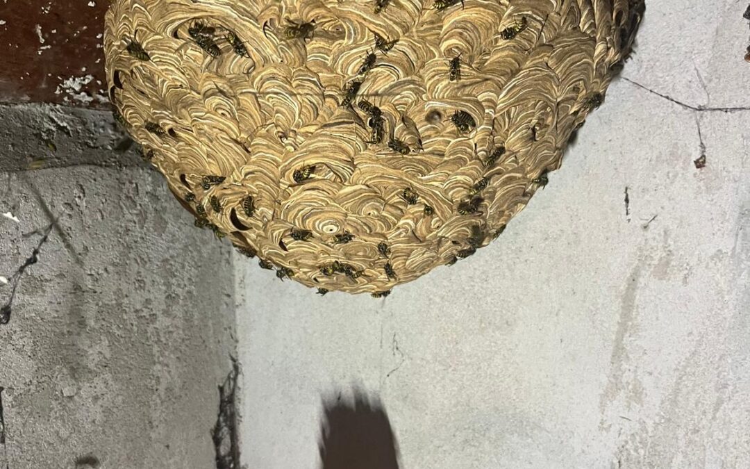 Osy na poddaszu – spore gniazdo tym razem…