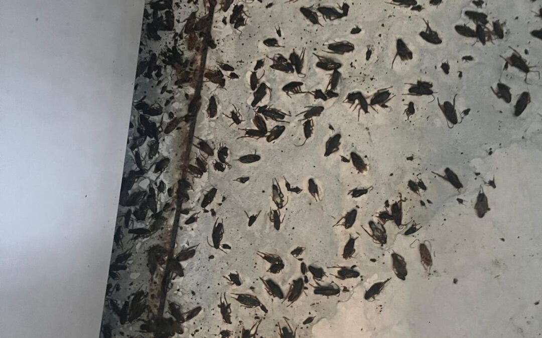 Tysiące karaluchów w jednym mieszkaniu ! SZOK !