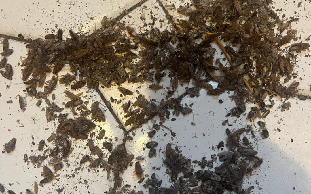 Karaluchy na wagę – komu, komu, bo wywalamy je z domu !