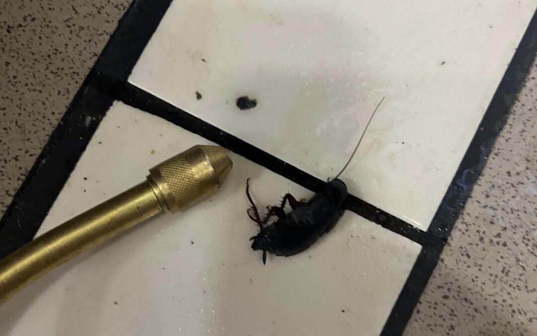 Karaczan wschodni – mało popularny karaluch w naszych domach