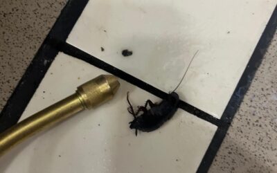 Karaczan wschodni – mało popularny karaluch w naszych domach