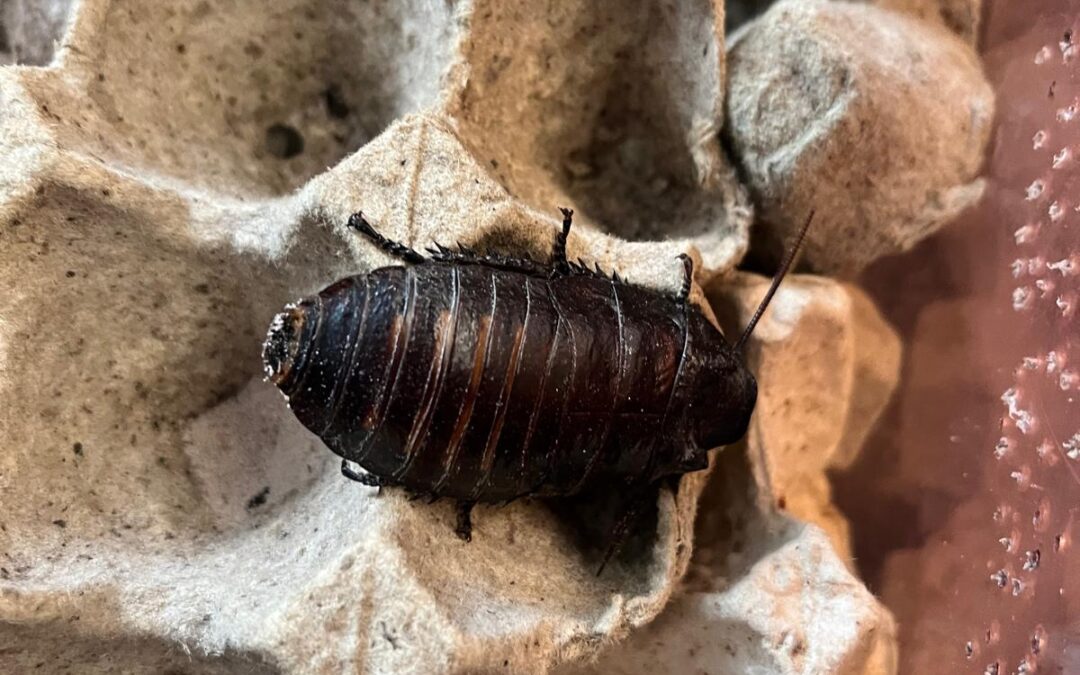Dzisiaj nietypowo – wiele gatunków karaczanów hodowanych na raz !!!