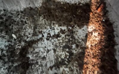Czyszczenie meliny  po niechcianych lokatorach…  Liczba zabitych pluskiew po prostu nas przerosła…